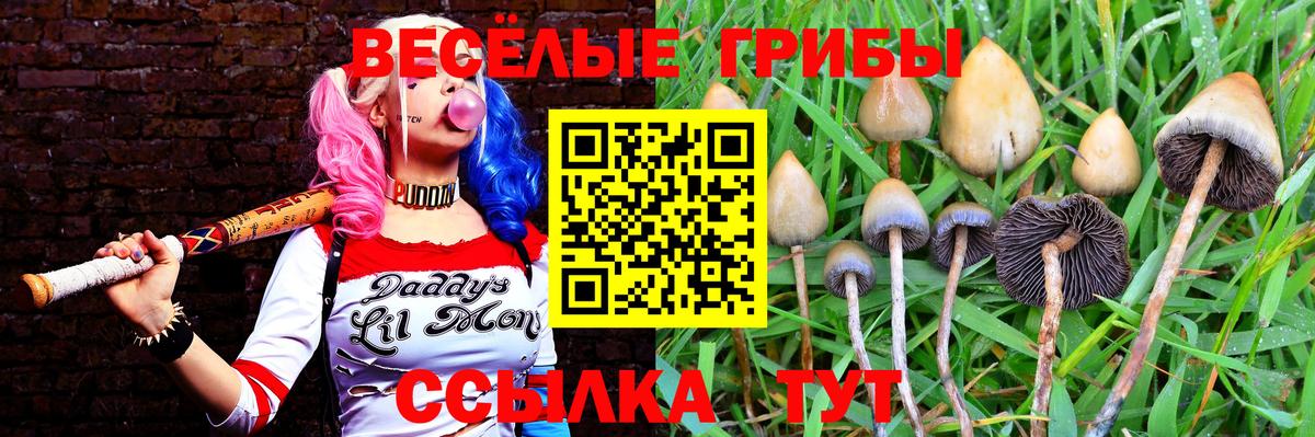 Галлюциногенные грибы прущие грибы  Вход с VPN  Луга 