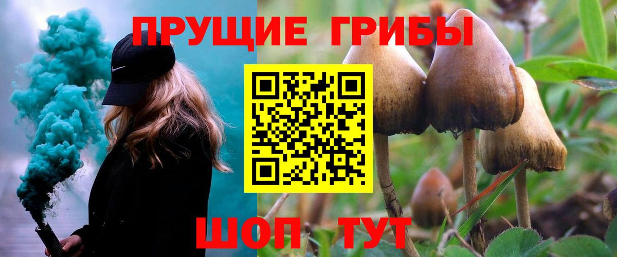 Псилоцибиновые грибы GOLDEN TEACHER Луга